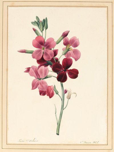 Matthiola, Stock, 1826 by Louise DOrleans